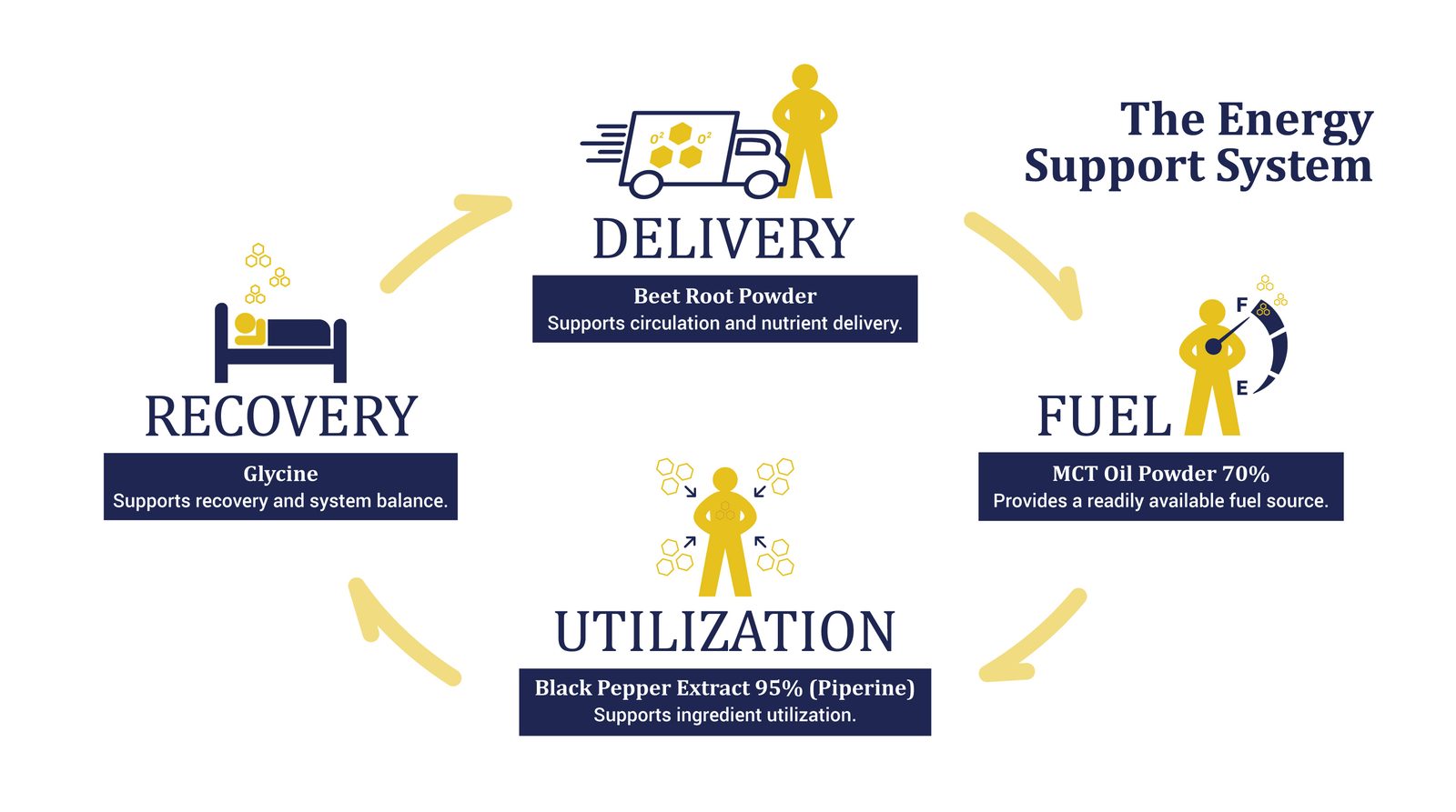 Energy supplement formulation system showing delivery, fuel, utilization, and recovery supported by beet root powder, MCT oil powder, black pepper extract, and glycine.